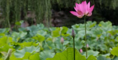 湖北園林青酒業(yè)股份有限公司音樂(lè)片